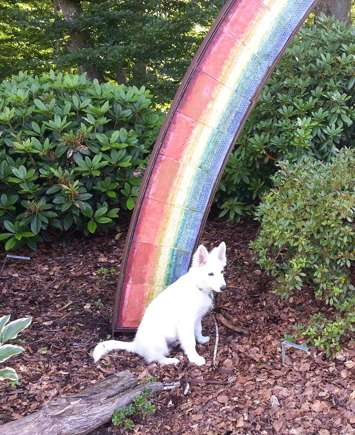 Hvid schæfer Gizmo billede 8