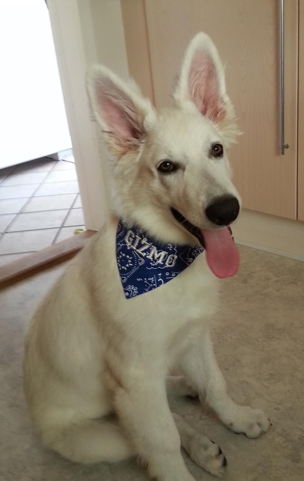 Hvid schæfer Gizmo billede 9