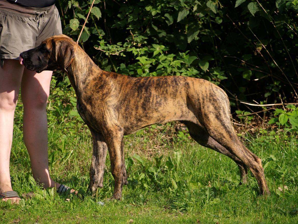 Grand danois Mini - Taget af min hundetræner Tina billede 26