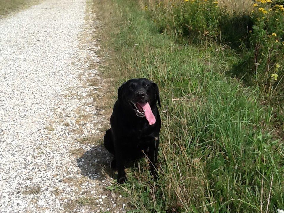 Labrador retriever Rana Schirmer  billede 28