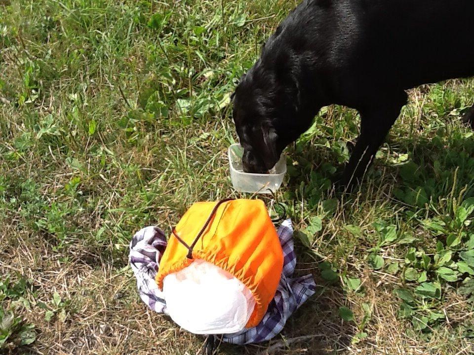 Labrador retriever Rana Schirmer  billede 29