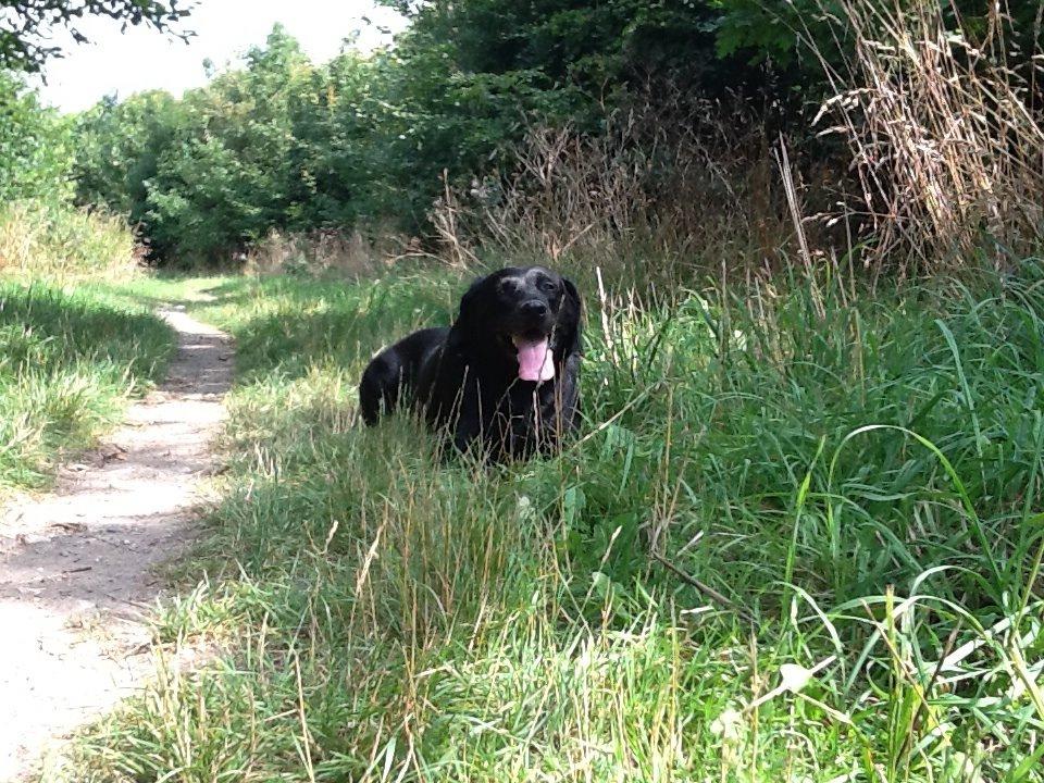 Labrador retriever Rana Schirmer  billede 30
