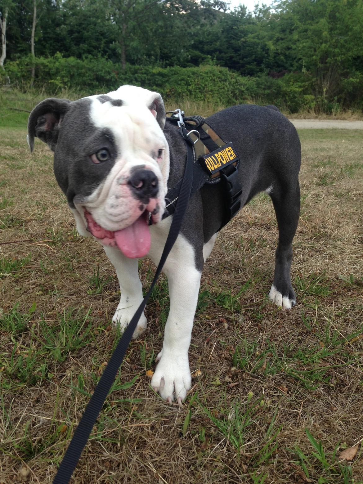 Olde english bulldogge Obie Blue billede 3