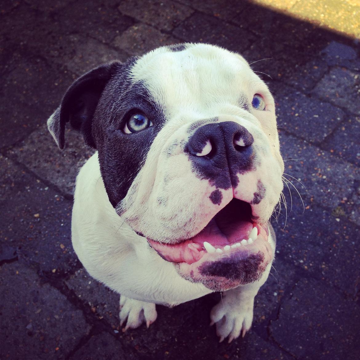 Olde english bulldogge Obie Blue billede 1