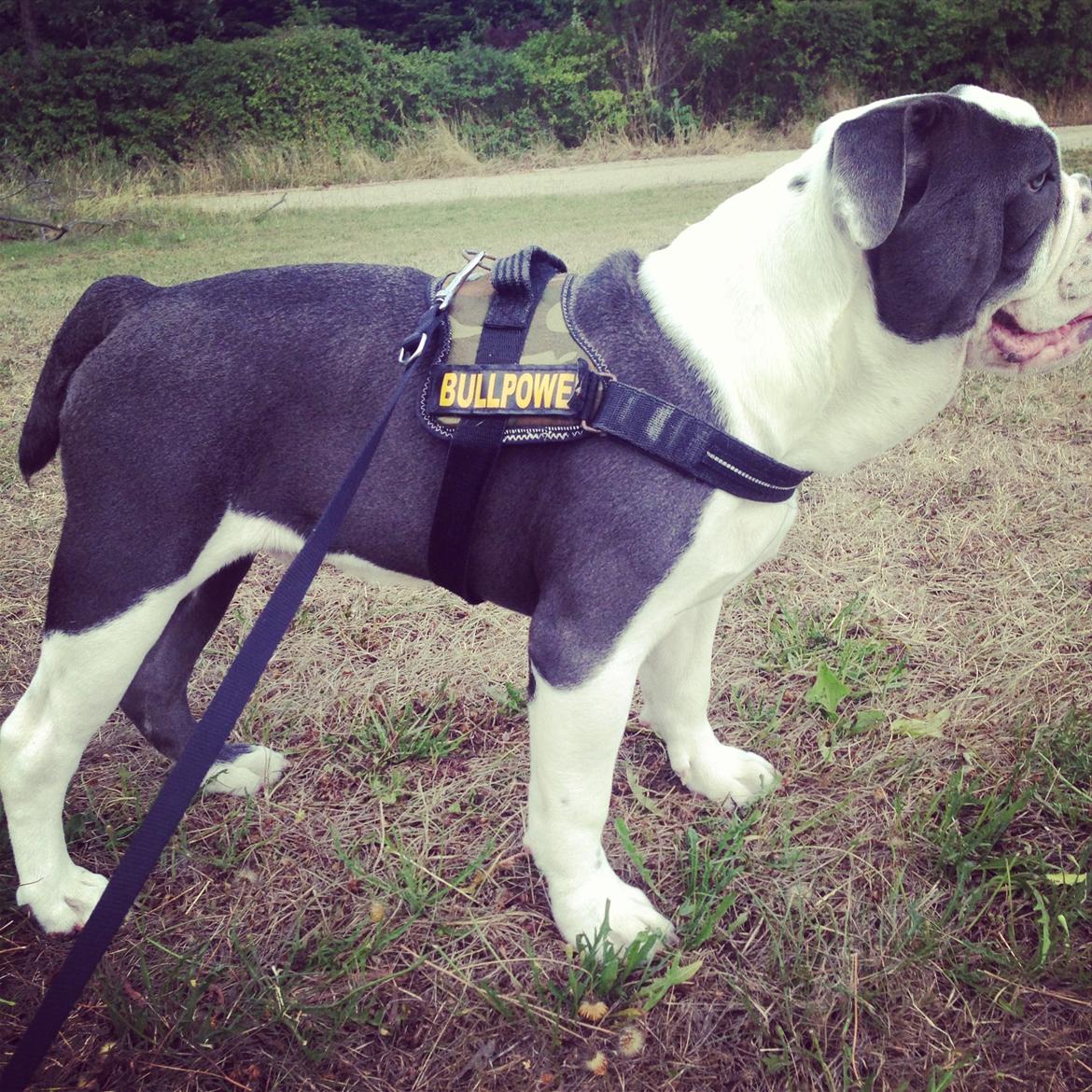 Olde english bulldogge Obie Blue billede 5