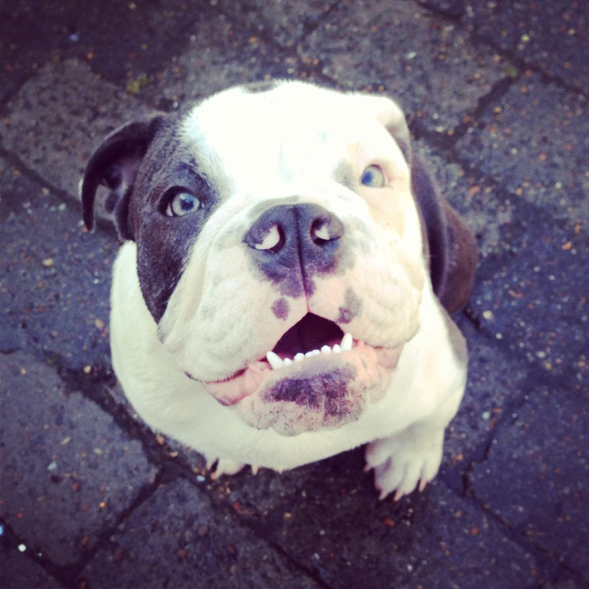 Olde english bulldogge Obie Blue billede 6