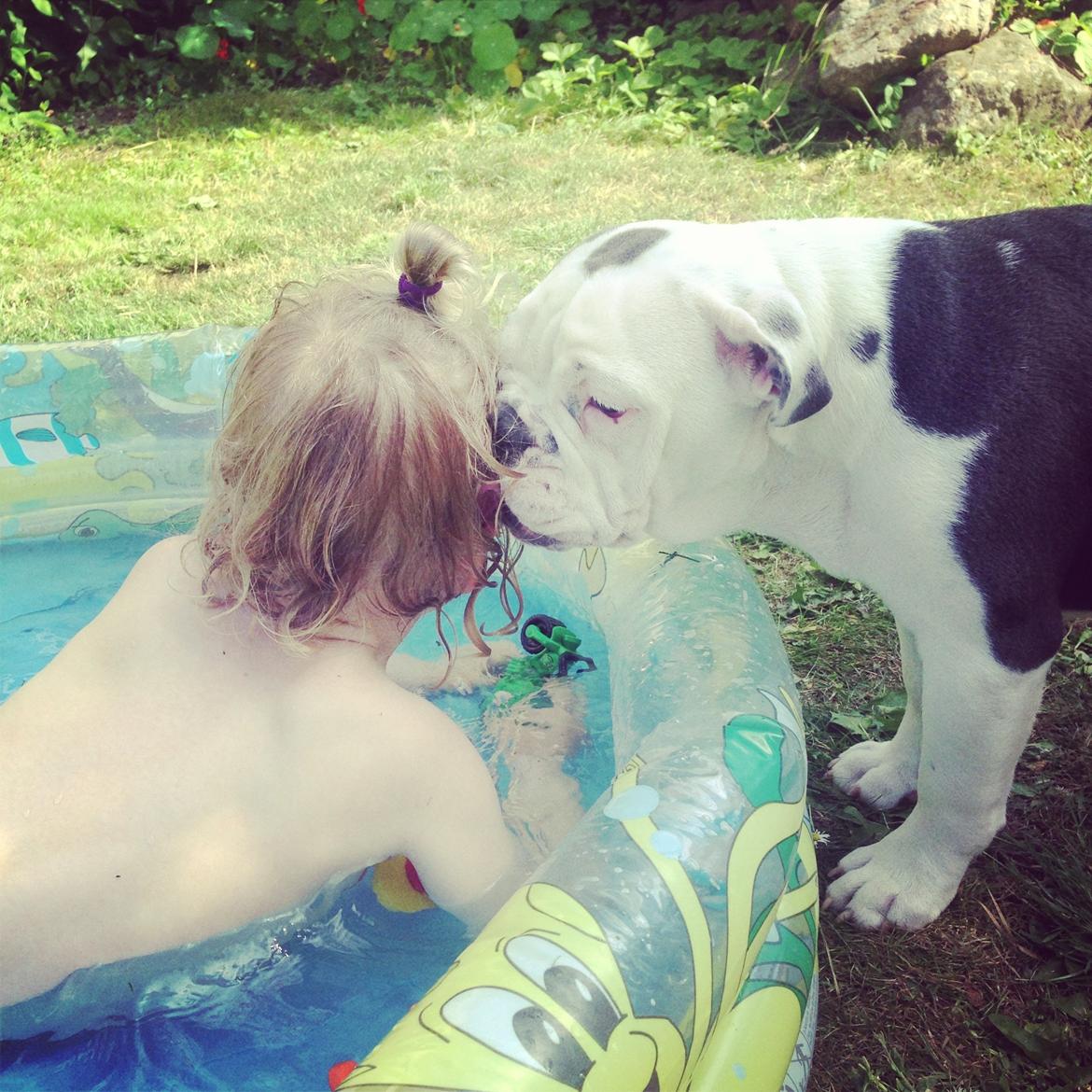 Olde english bulldogge Obie Blue billede 7