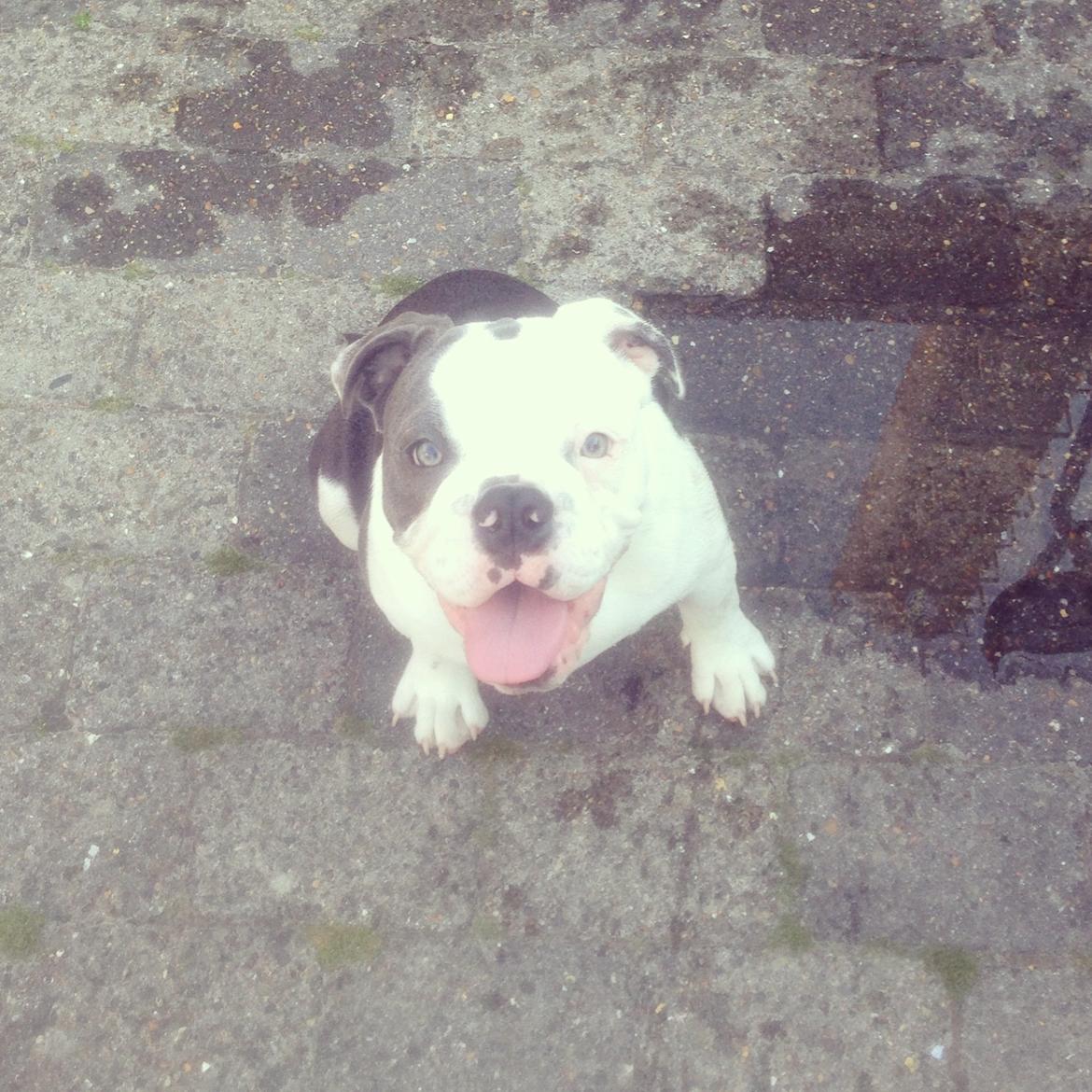 Olde english bulldogge Obie Blue billede 8