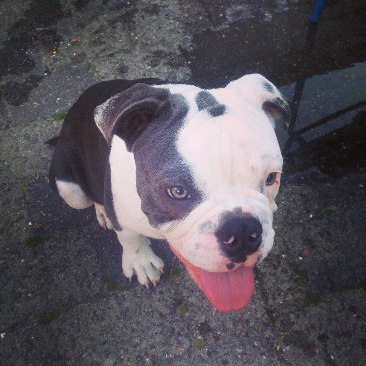 Olde english bulldogge Obie Blue billede 9