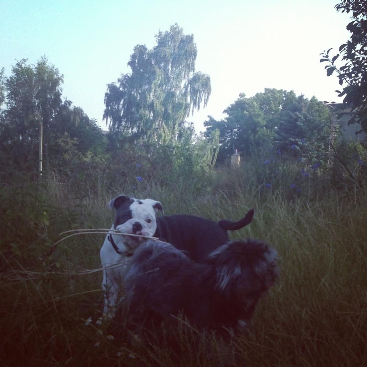 Olde english bulldogge Obie Blue billede 10
