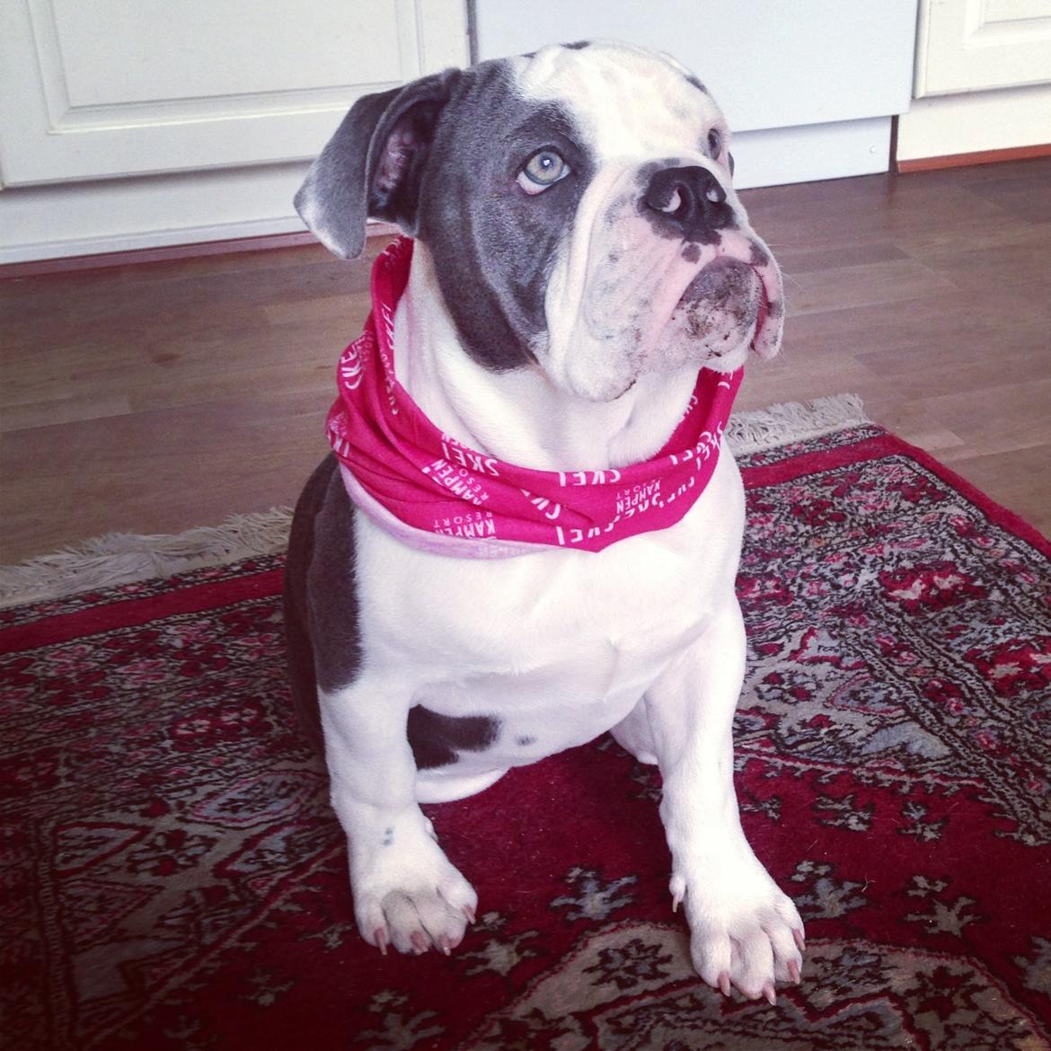 Olde english bulldogge Obie Blue billede 12