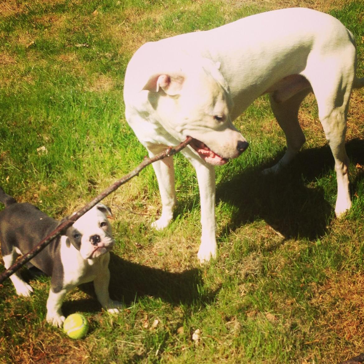 Olde english bulldogge Obie Blue billede 14