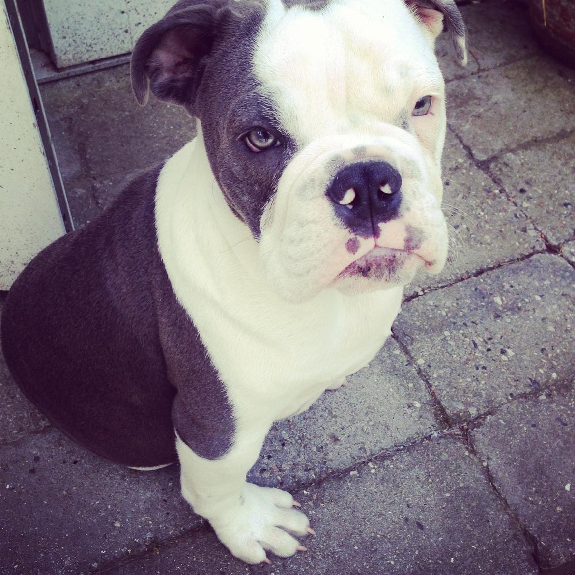 Olde english bulldogge Obie Blue billede 15