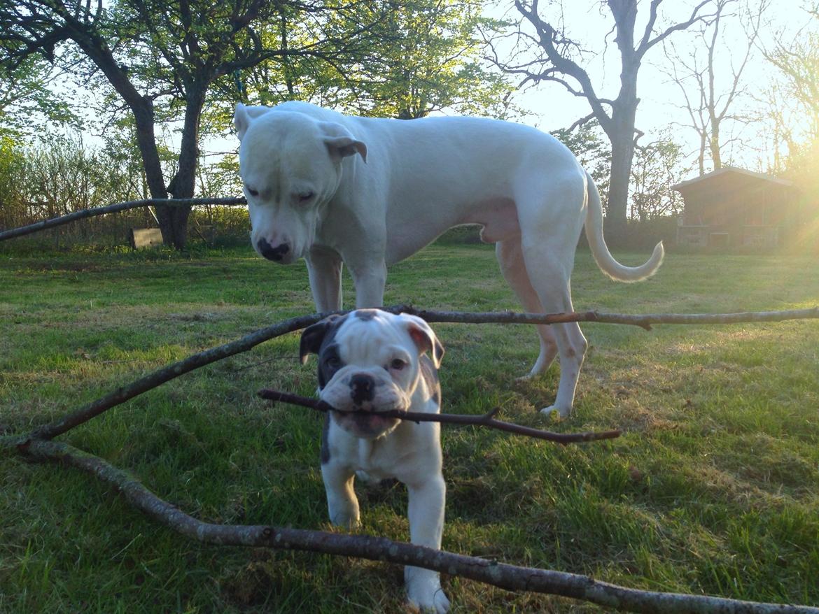 Olde english bulldogge Obie Blue billede 17