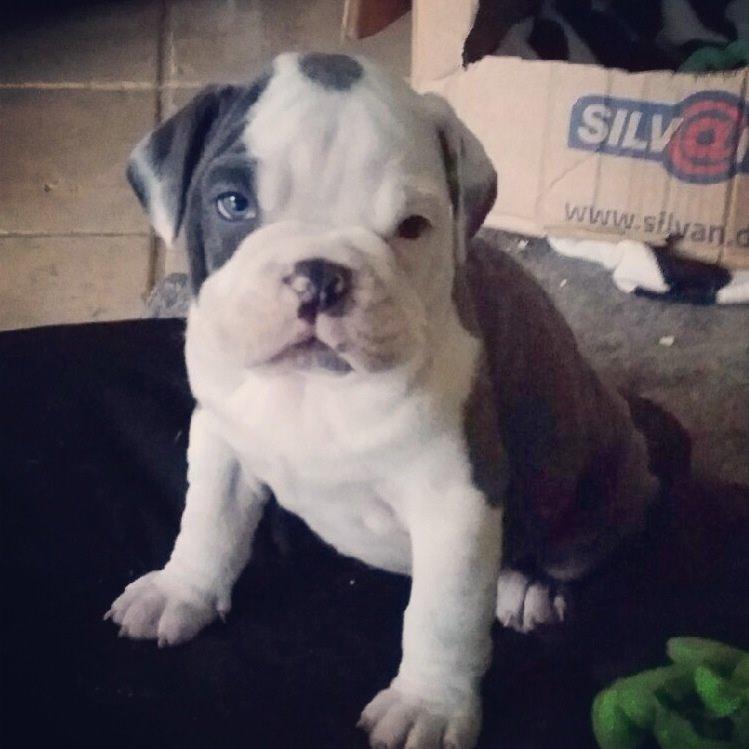 Olde english bulldogge Obie Blue billede 18