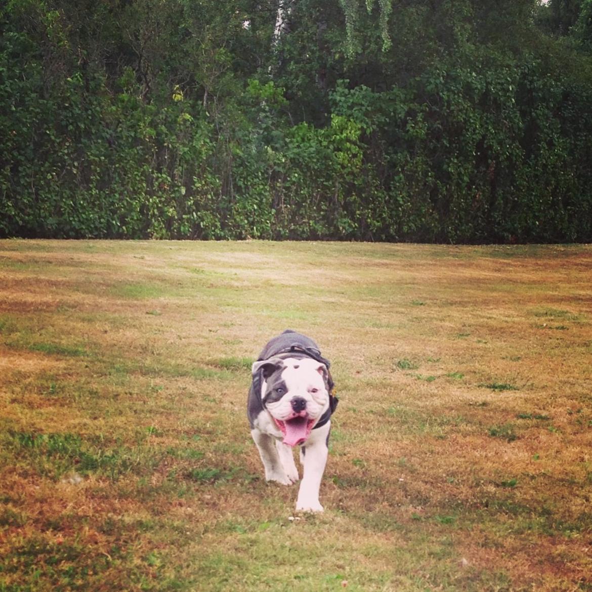 Olde english bulldogge Obie Blue billede 20