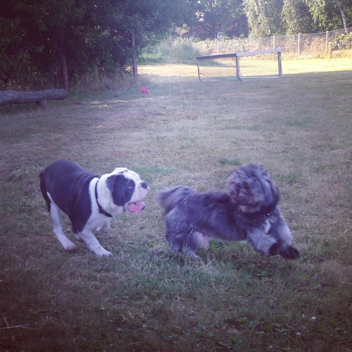 Olde english bulldogge Obie Blue billede 19