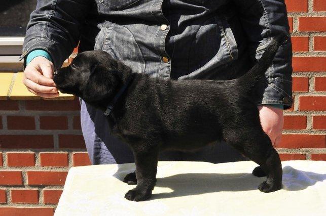 Labrador retriever Mochipappa's Bobby Mcferrin billede 8