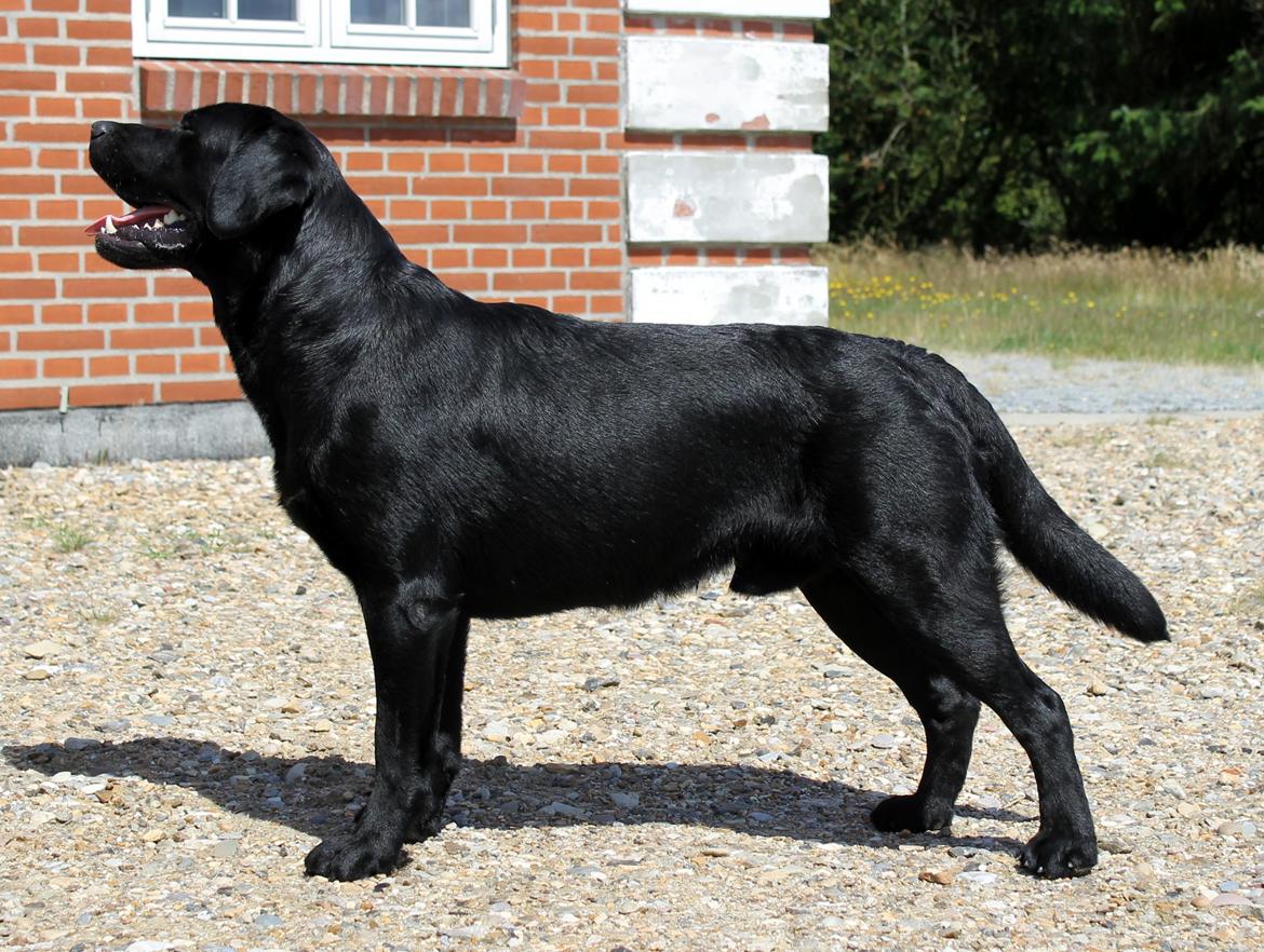 Labrador retriever Mochipappa's Bobby Mcferrin billede 9