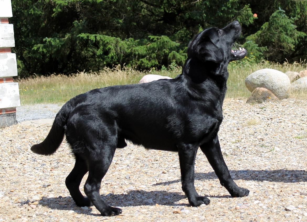 Labrador retriever Mochipappa's Bobby Mcferrin billede 10