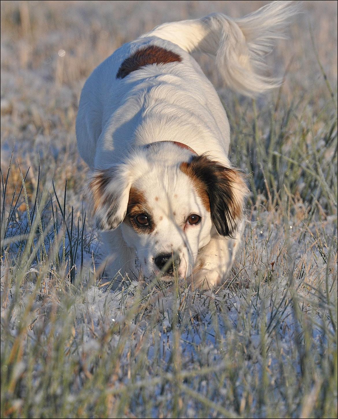 Blanding af racer Kaia billede 3