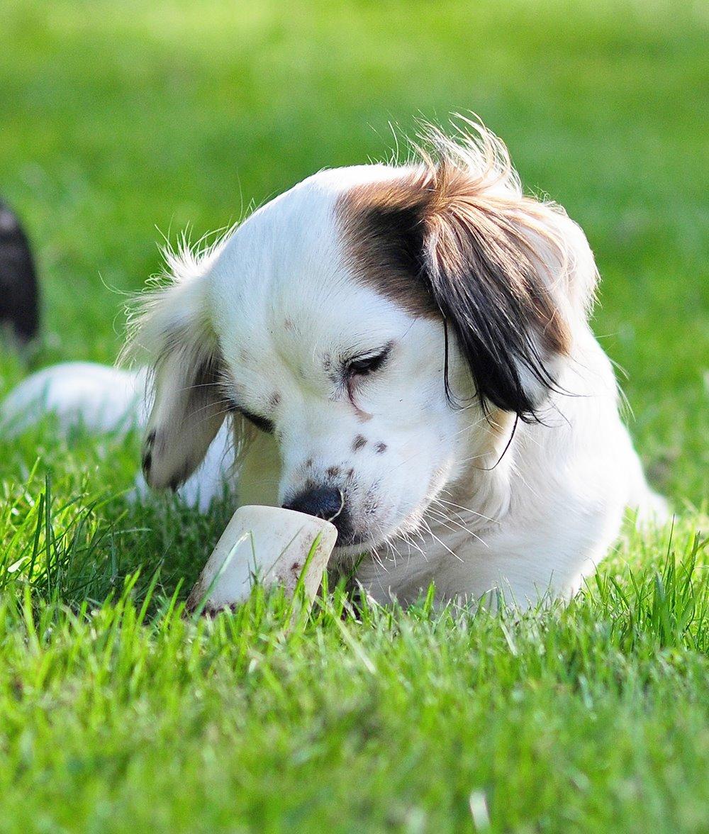 Blanding af racer Kaia billede 7