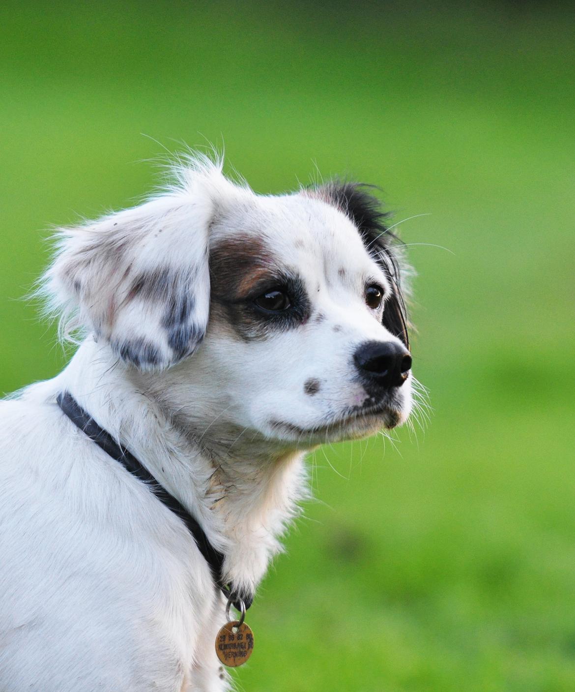 Blanding af racer Kaia billede 5