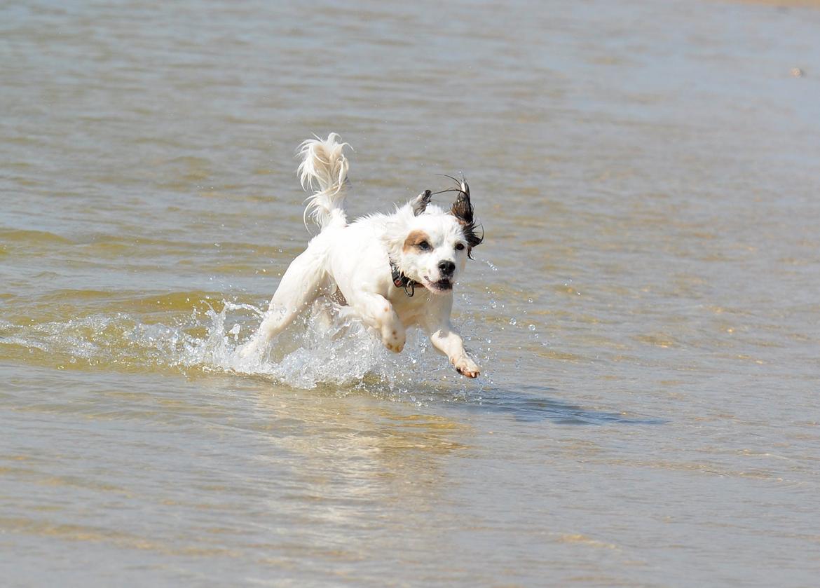 Blanding af racer Kaia billede 8