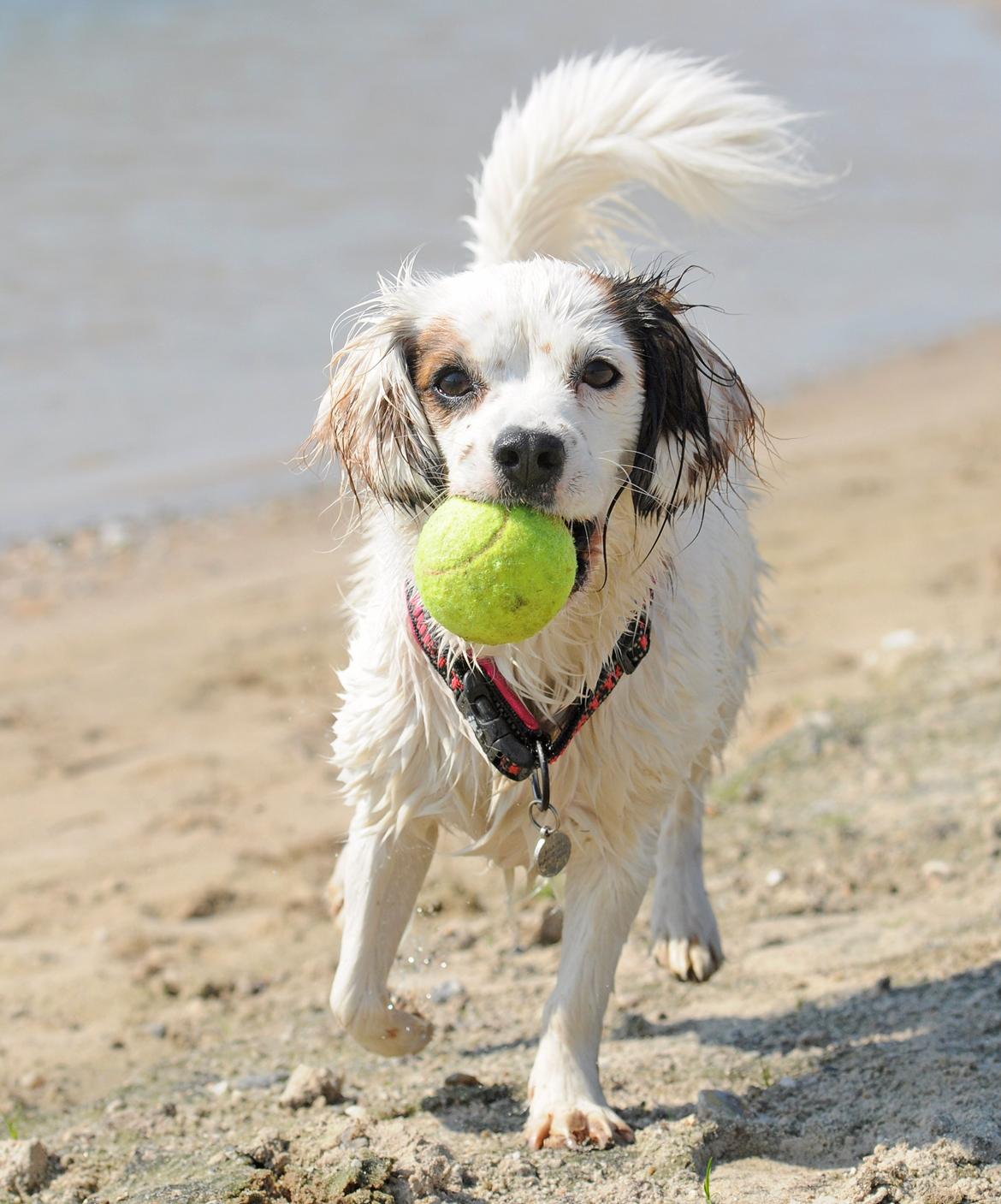 Blanding af racer Kaia billede 12