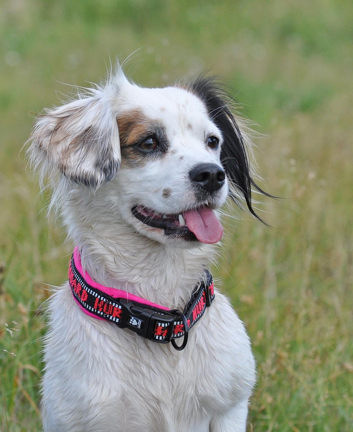 Blanding af racer Kaia billede 14