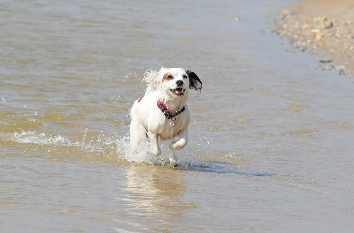 Blanding af racer Kaia billede 11