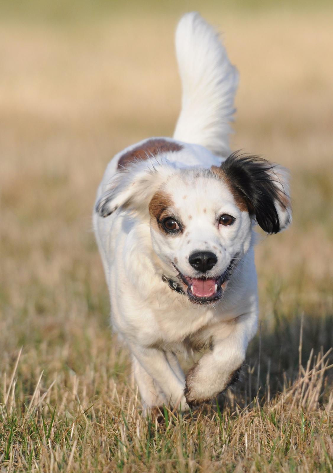 Blanding af racer Kaia billede 15