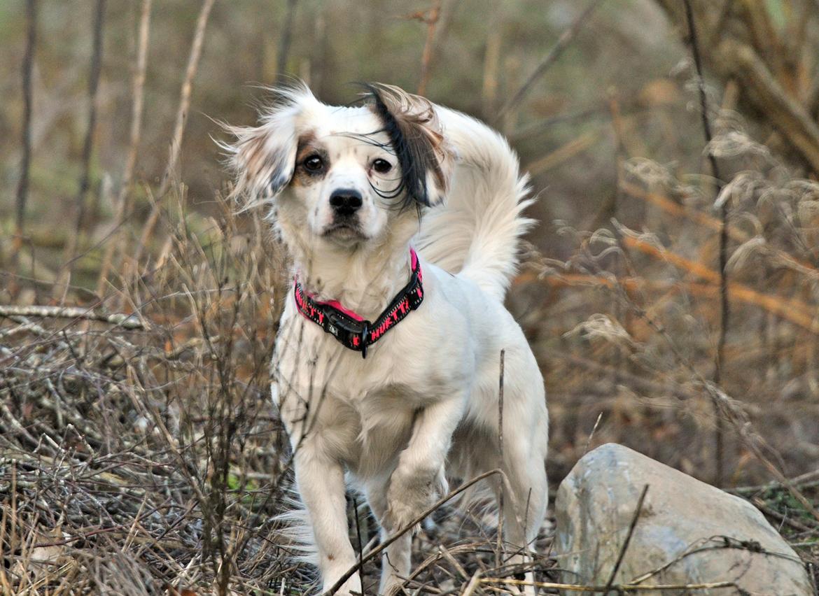 Blanding af racer Kaia billede 16