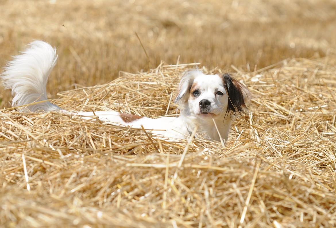 Blanding af racer Kaia billede 17