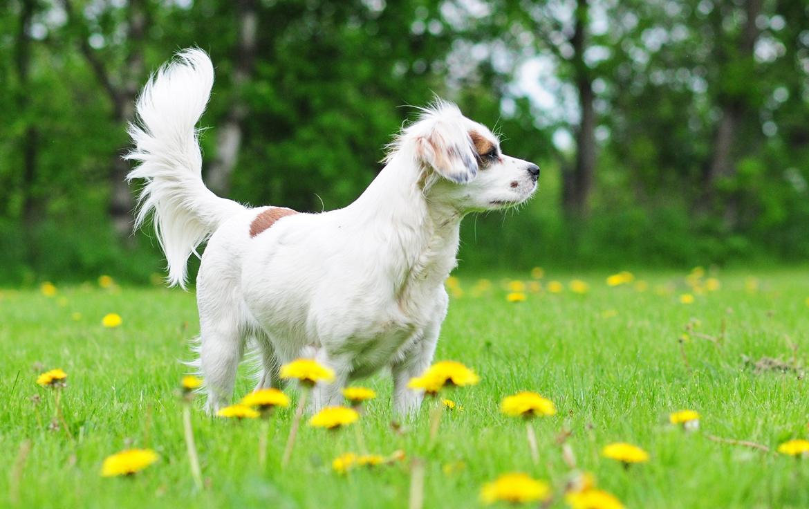 Blanding af racer Kaia billede 18