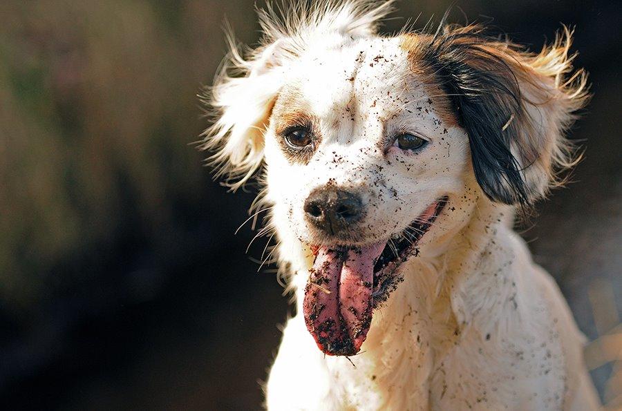 Blanding af racer Kaia billede 19