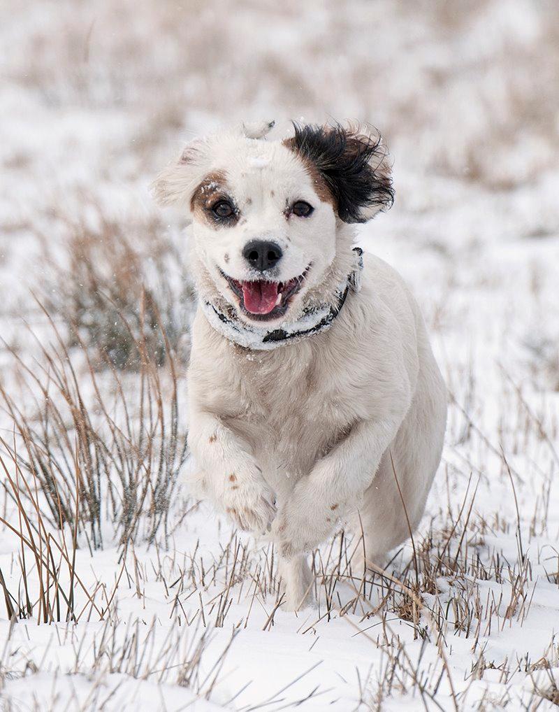 Blanding af racer Kaia billede 20