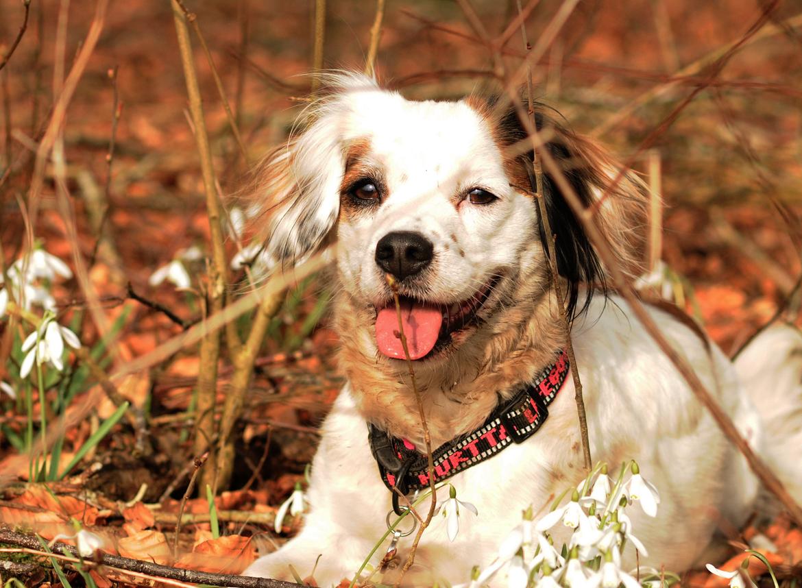 Blanding af racer Kaia billede 21