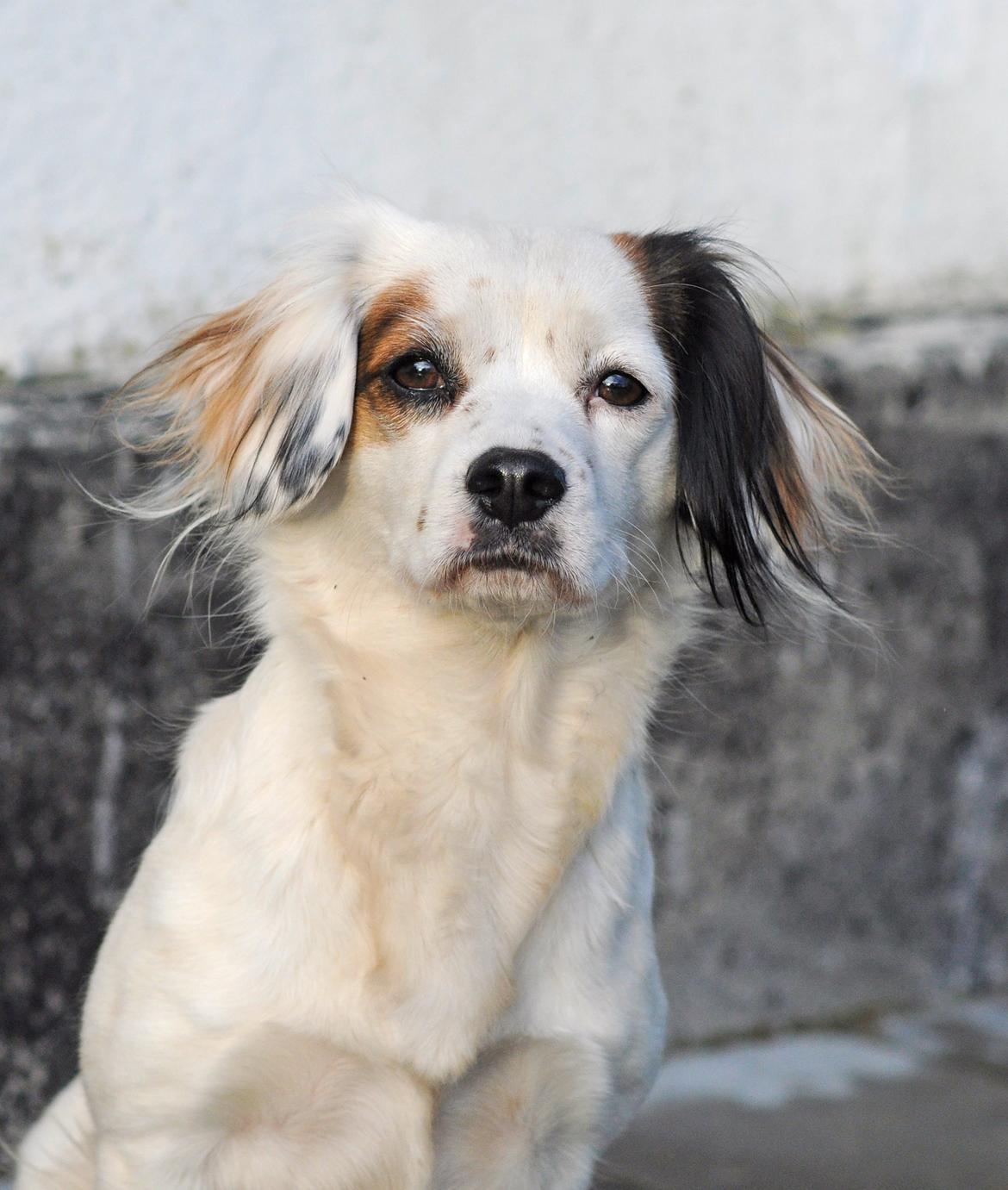 Blanding af racer Kaia billede 1