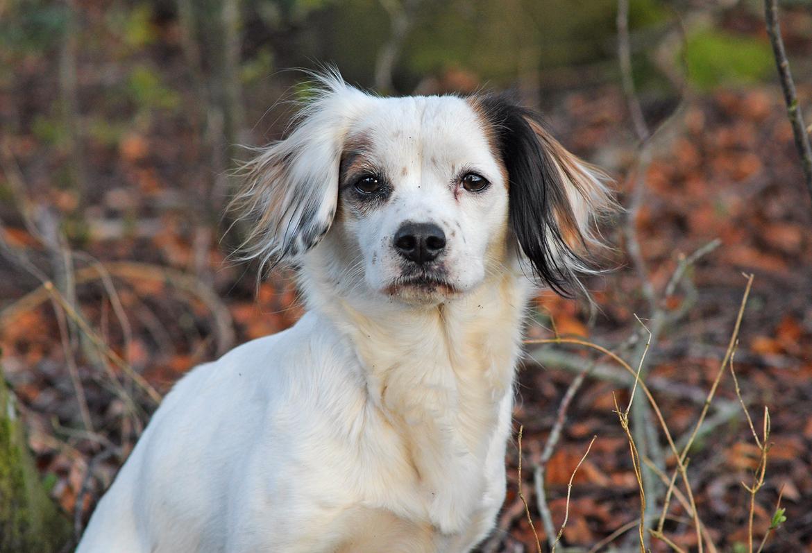 Blanding af racer Kaia billede 23