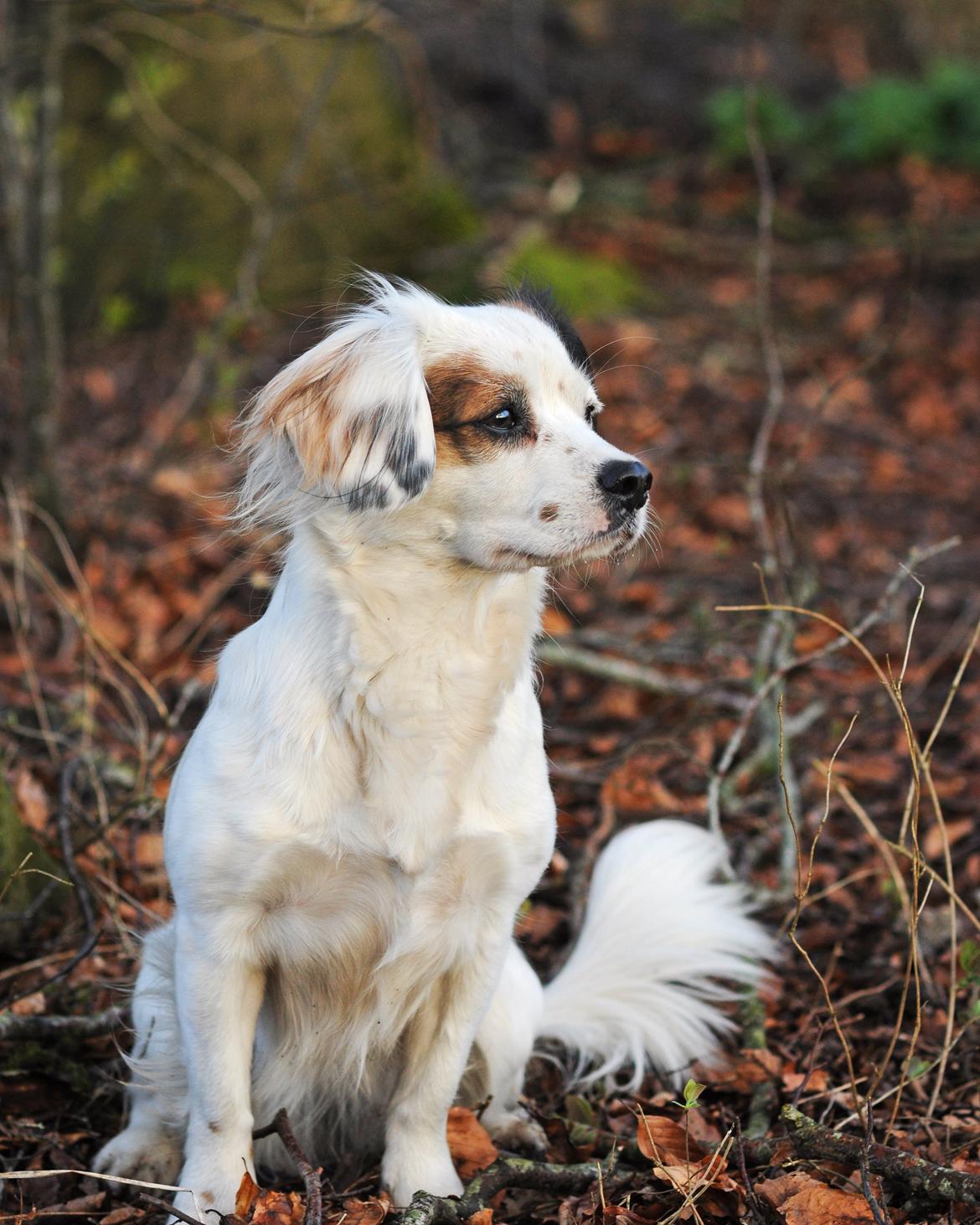 Blanding af racer Kaia billede 22