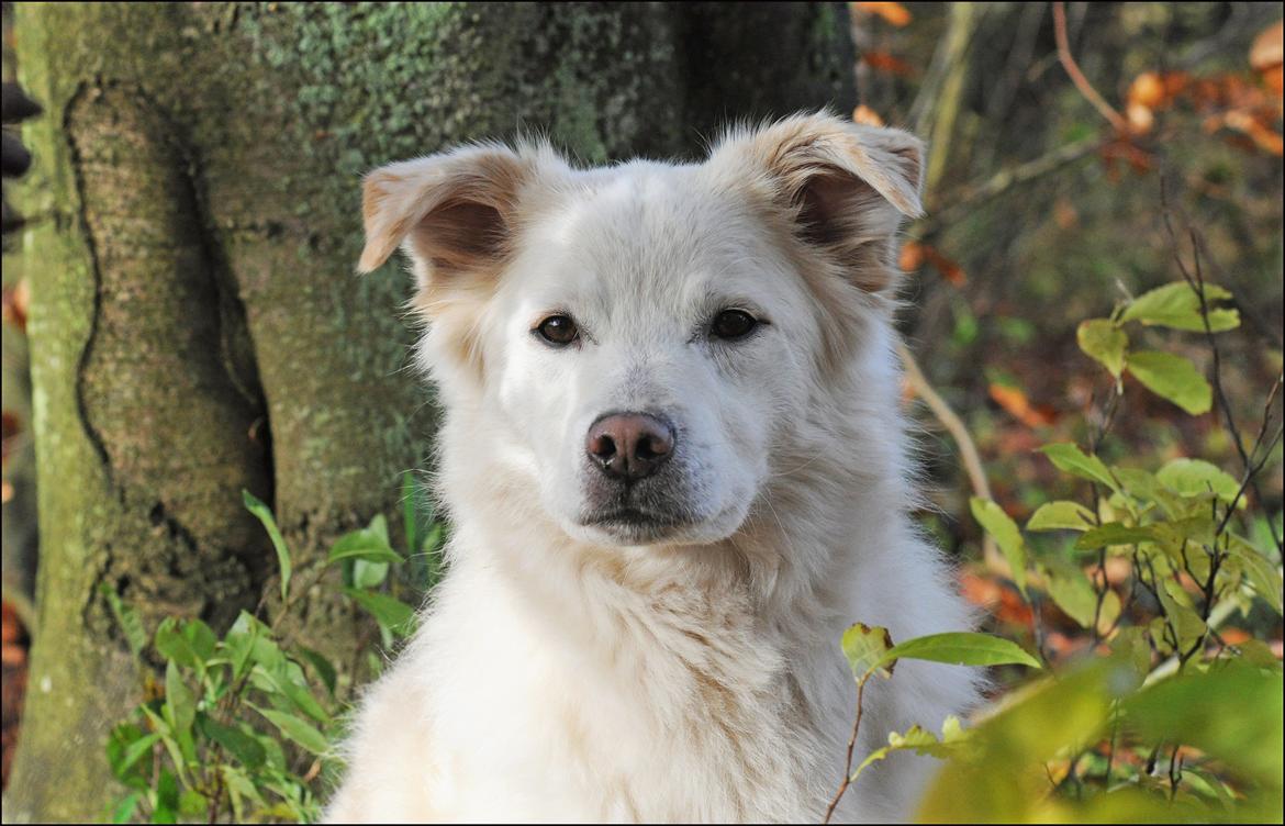 Blanding af racer Bamse billede 19