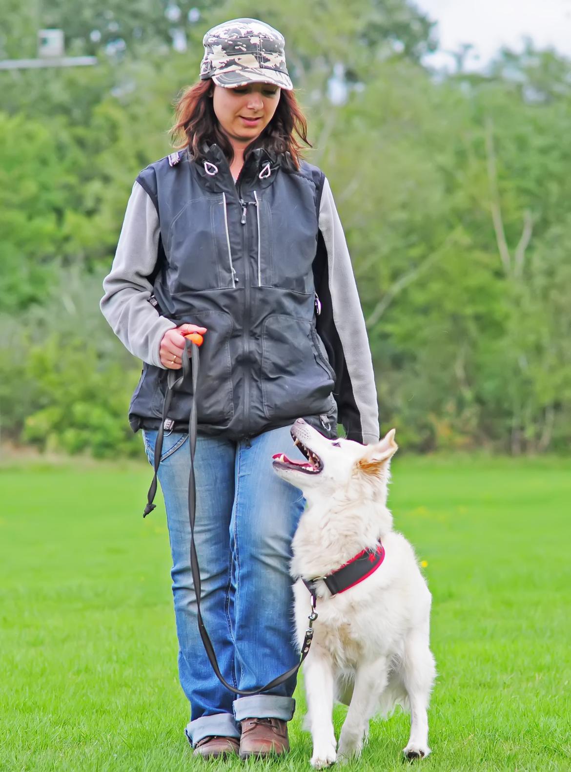 Blanding af racer Bamse billede 21