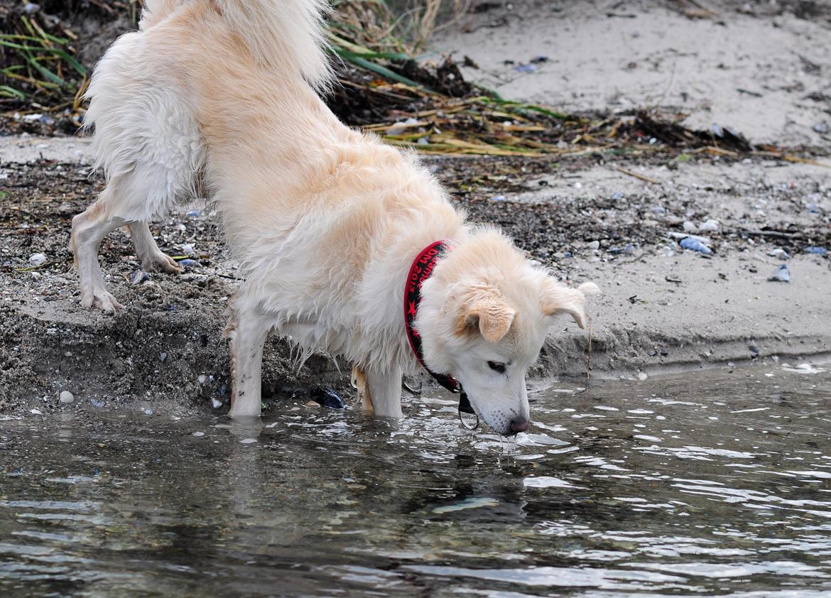 Blanding af racer Bamse billede 23