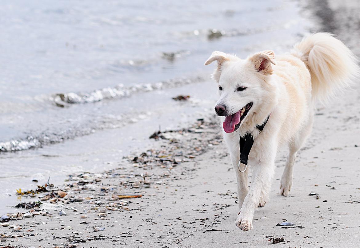 Blanding af racer Bamse billede 22