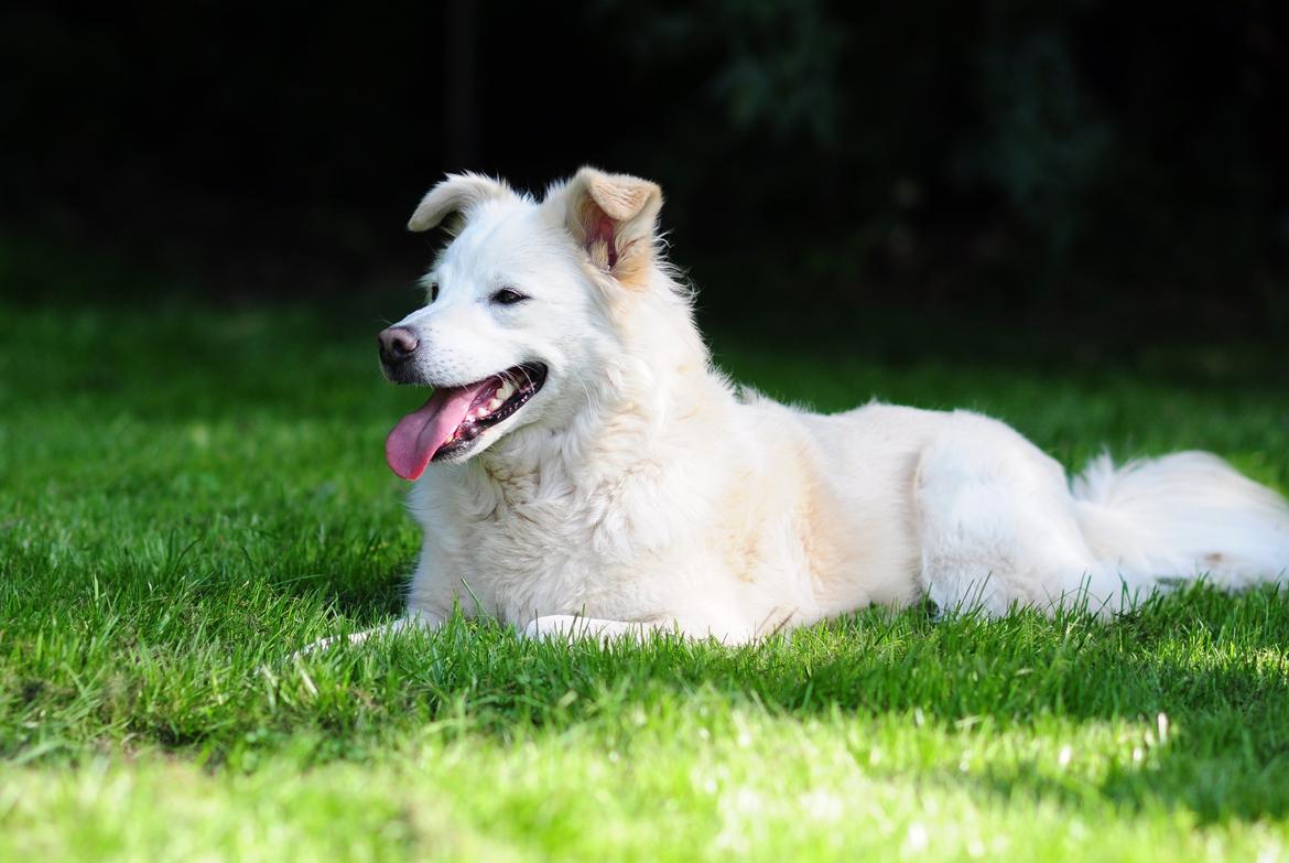 Blanding af racer Bamse billede 27