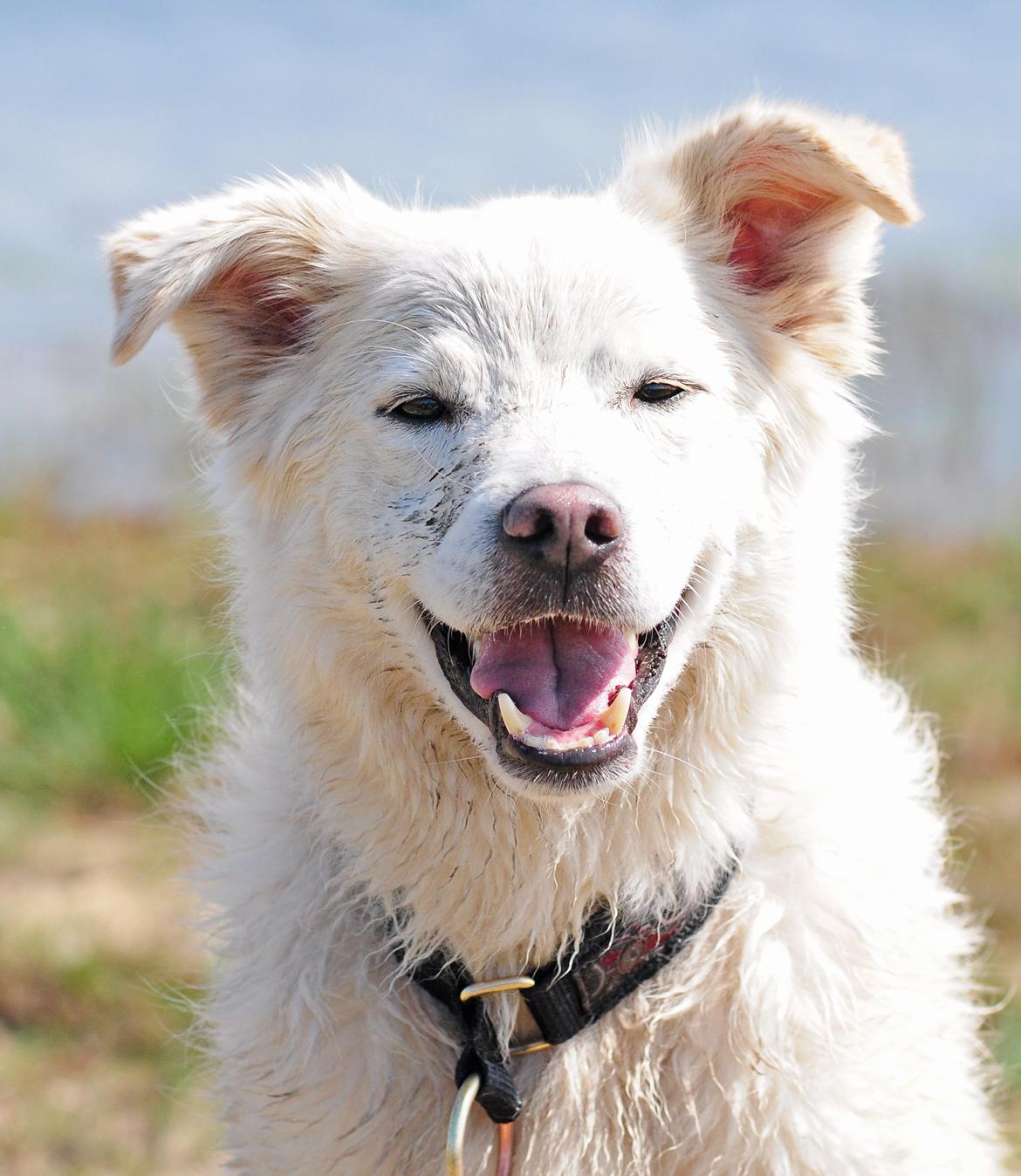 Blanding af racer Bamse billede 28