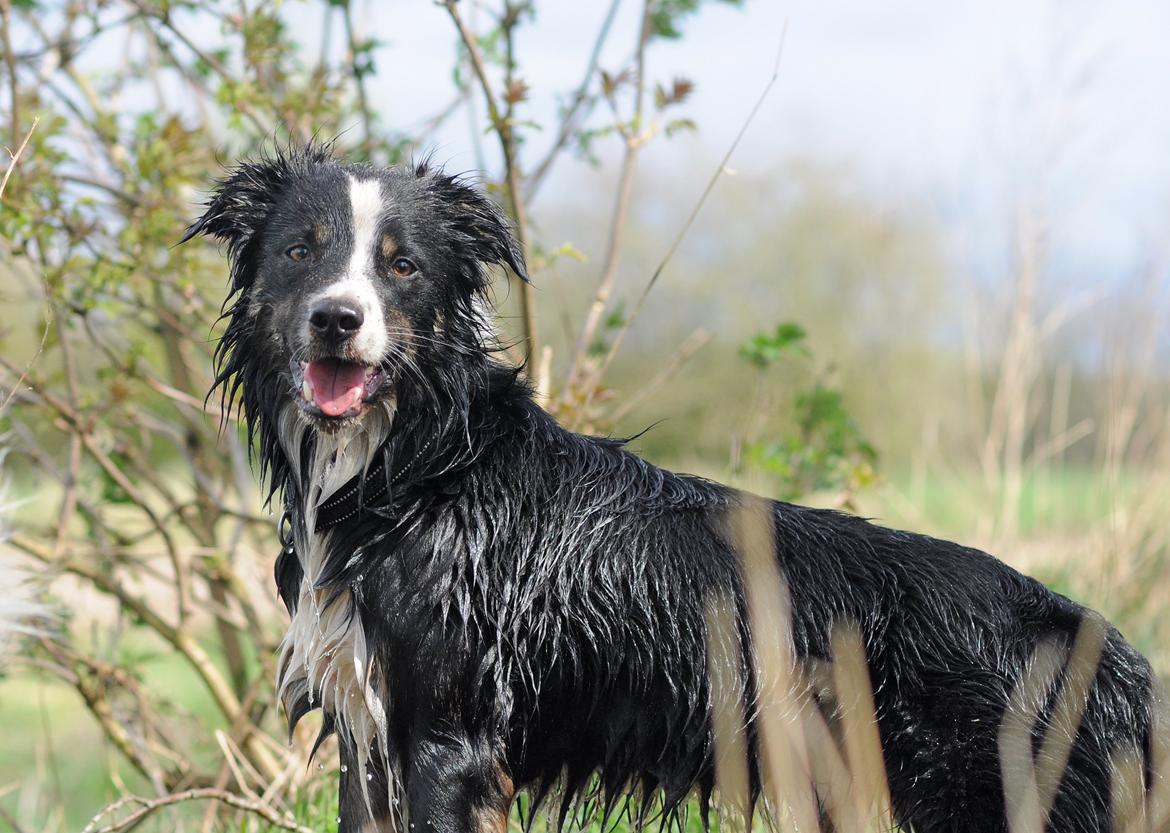 Border collie Krauholt Talented Yoda billede 12