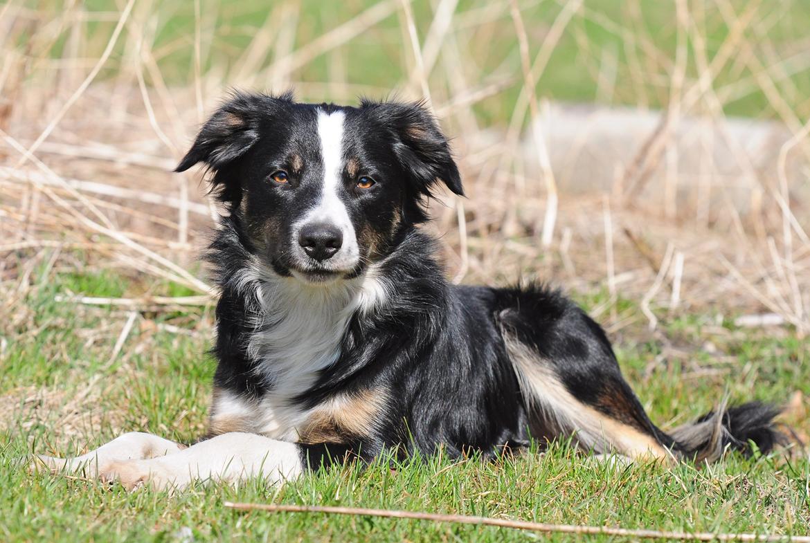 Border collie Krauholt Talented Yoda billede 13