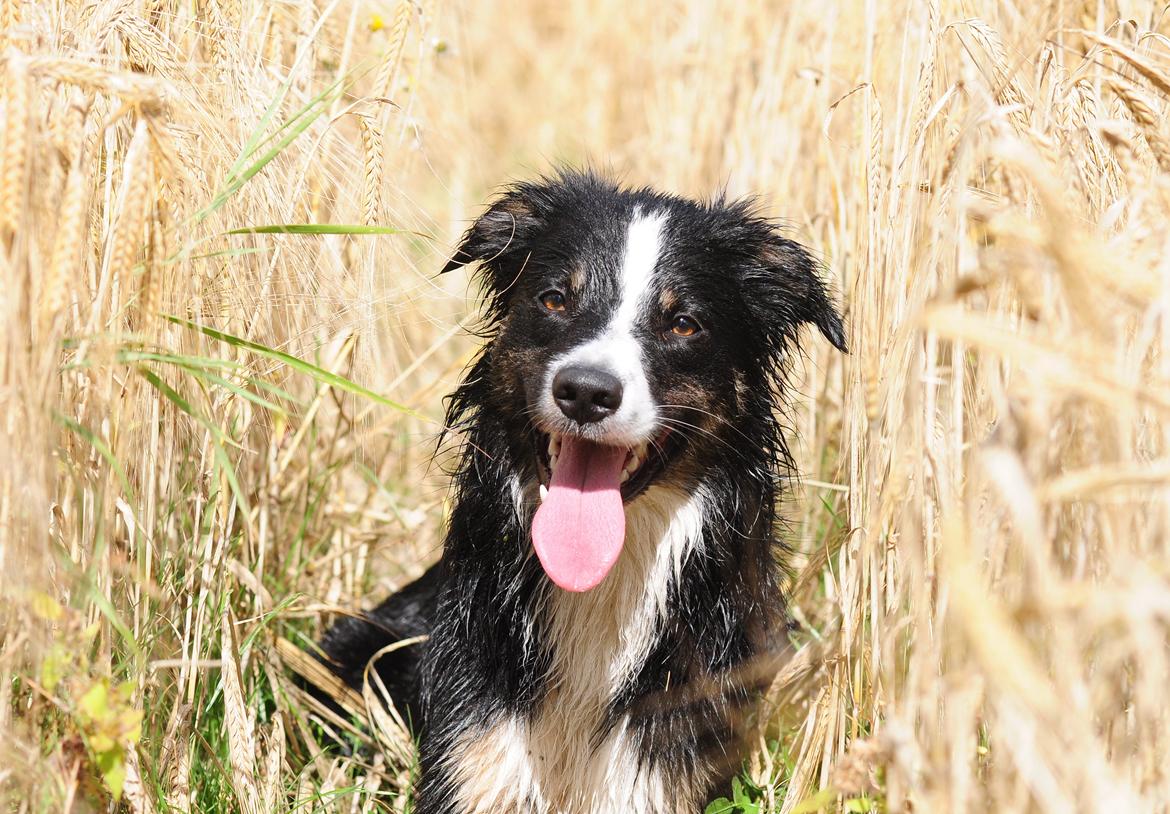 Border collie Krauholt Talented Yoda billede 1